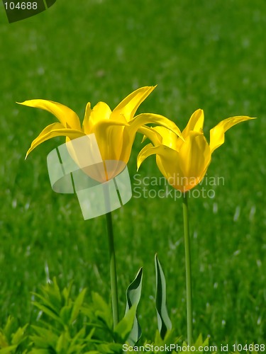 Image of Two yellow flowers