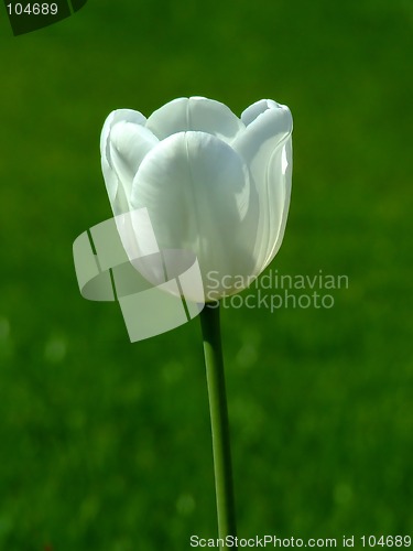 Image of White tulip