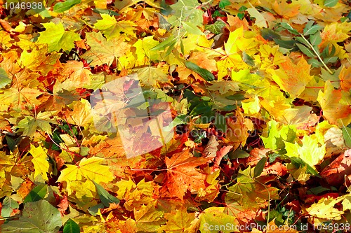 Image of Fall orange autumn leaves on ground background