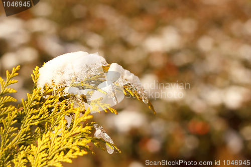 Image of Winter background vith tree and snow