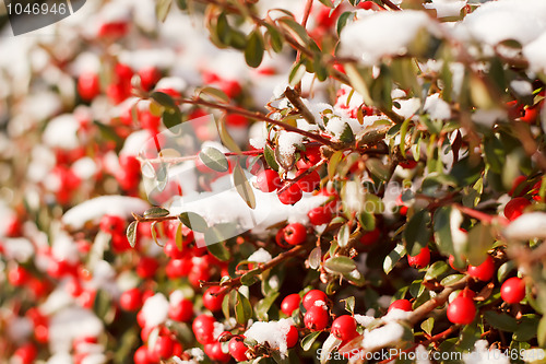 Image of winter background with red gaultheria and snow