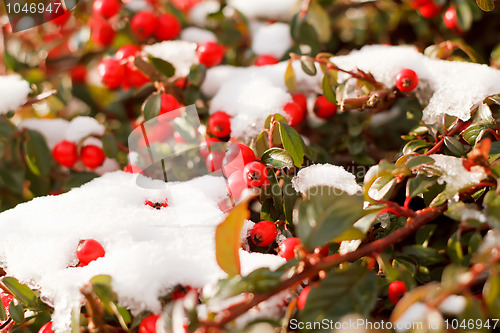 Image of winter background with red gaultheria and snow