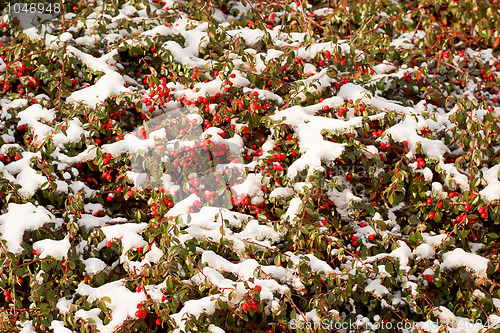 Image of winter background with red gaultheria and snow