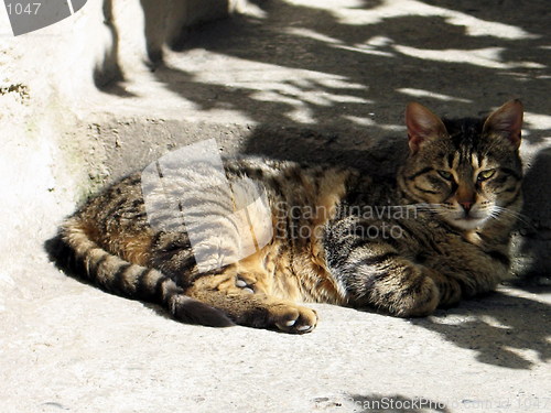 Image of Reclining cat