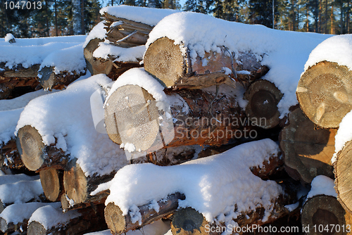 Image of Pine Logs in Winter