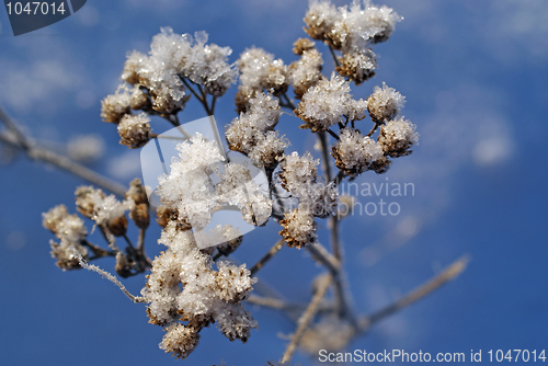 Image of Snow Crystals on Winter Flower