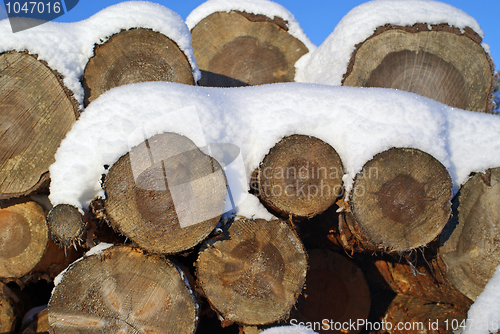 Image of Pine Logs Under Snow