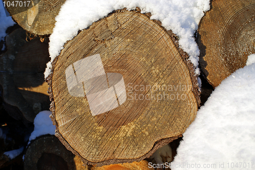 Image of Pine Timber Growth Rings