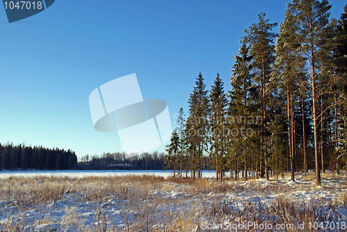 Image of Forest and Field in Winter