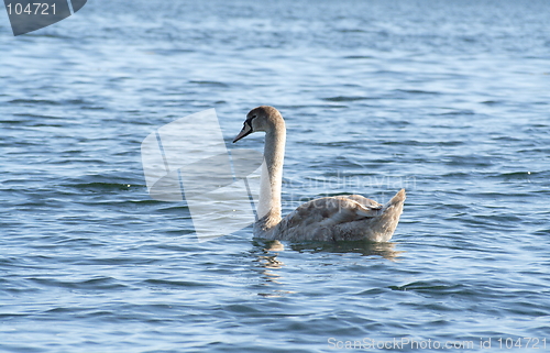 Image of Young swan