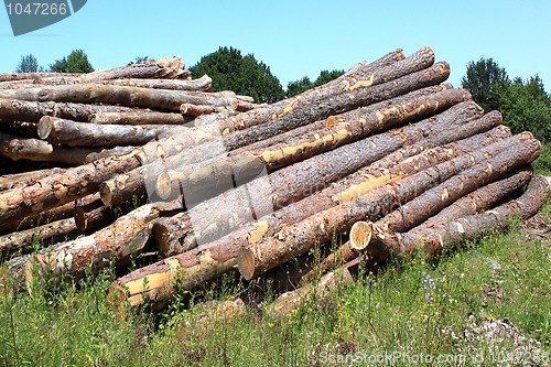 Image of tree trunks