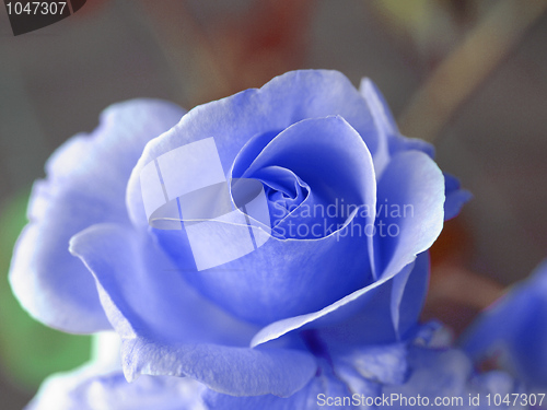 Image of Rose