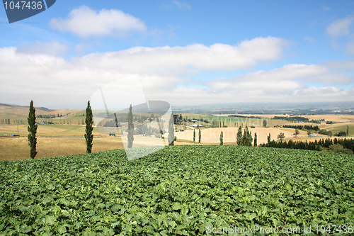 Image of New Zealand agriculture