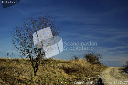 Image of Dry Tree