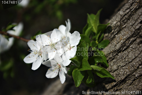 Image of Tree Blooms