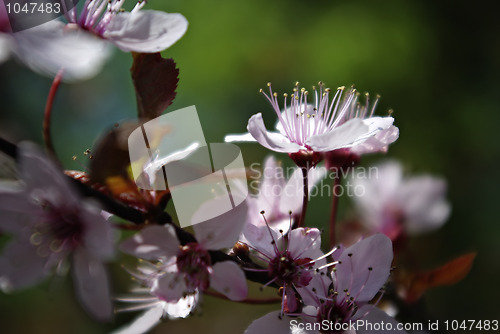 Image of Dreamy Blossoms