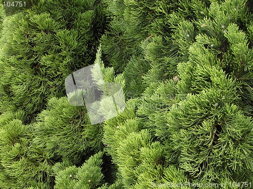 Image of Green pine texture