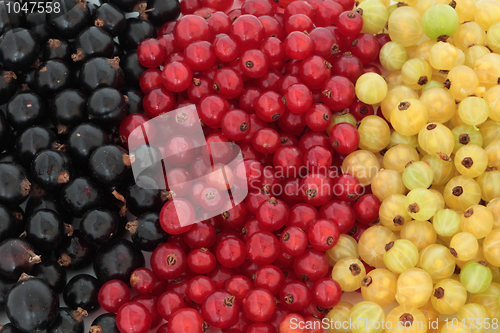 Image of Black, Red and White Currants