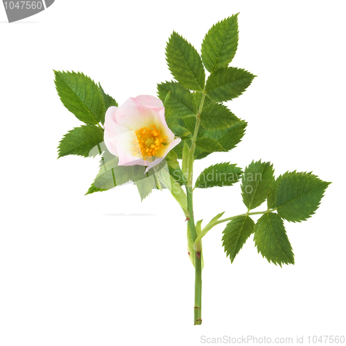 Image of Wild Rose Flower