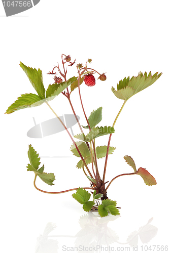 Image of Wild Strawberry Plant