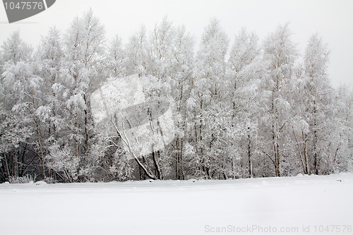 Image of Winter wood