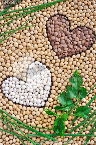 Image of Lentils, soybeans, beans with herbs - pulse concept