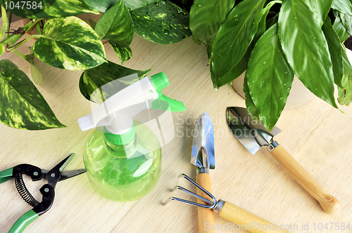 Image of Gardening tools and houseplants – still life