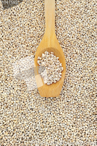 Image of Wooden spoon and dried pearled barley