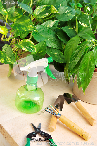 Image of Gardening tools and houseplants – still life