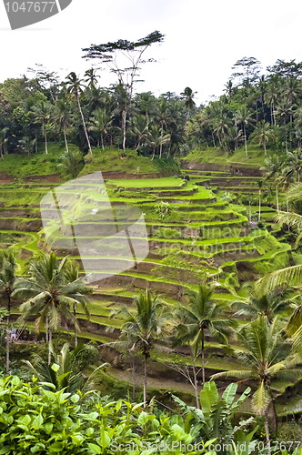 Image of Bali indonesian terrace