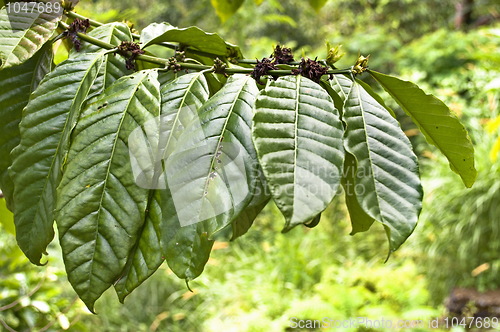 Image of Fresh tobacco leaves