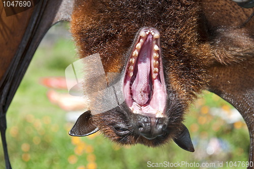 Image of Sleepy bat