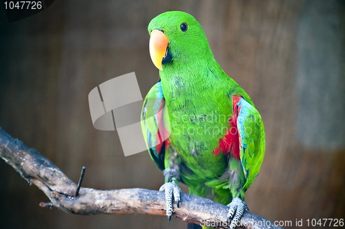 Image of Green macaw standing