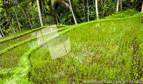 Image of Indonesian rice terrace