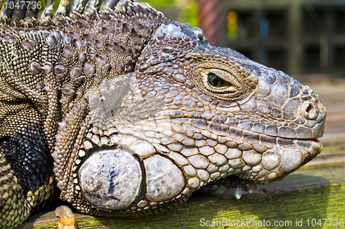 Image of Iguana Head