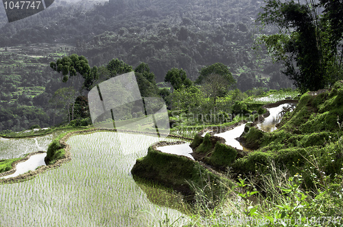 Image of Green rice terrace