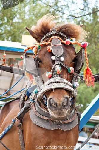 Image of Transport horse