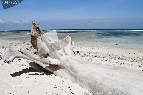 Image of Dead tree in a paradise