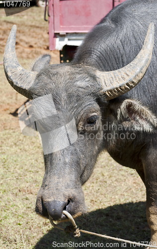 Image of  Buffalo face