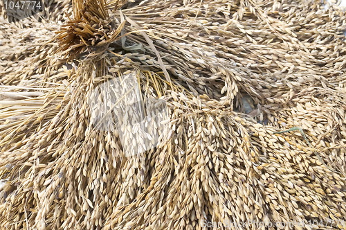 Image of Rice is drying