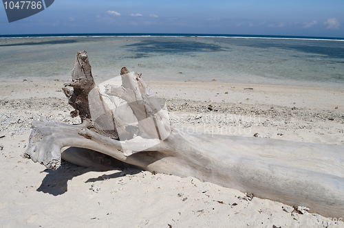 Image of Dead tree on the beach