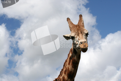 Image of A haughty giraffe looks down