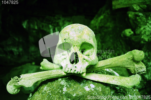 Image of Poisonous Skull