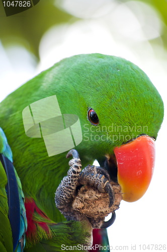 Image of Green macaw close up