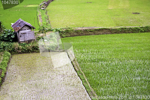 Image of  Green Rice plantation