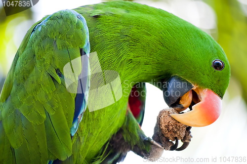 Image of Macaw is eating