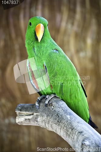 Image of Macaw on branch