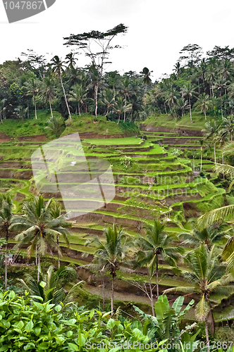 Image of Bali indonesian terrace