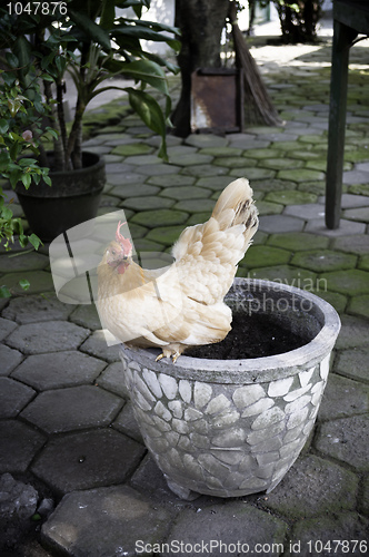 Image of  Chicken on a vase