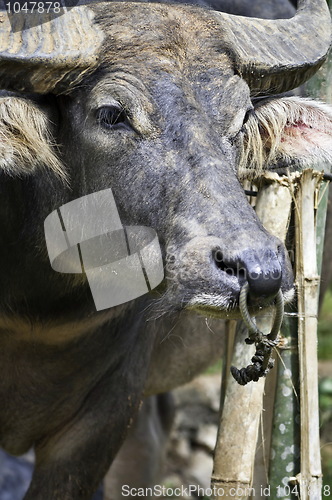 Image of Buffalo face